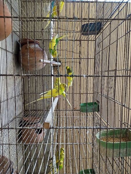 Cage for sale with parrots and full setup 9