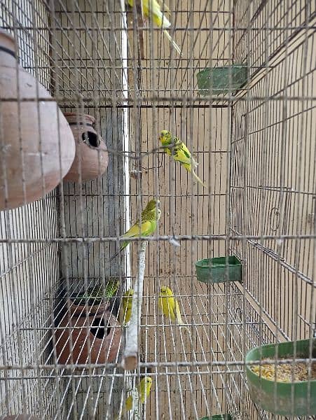 Cage for sale with parrots and full setup 10