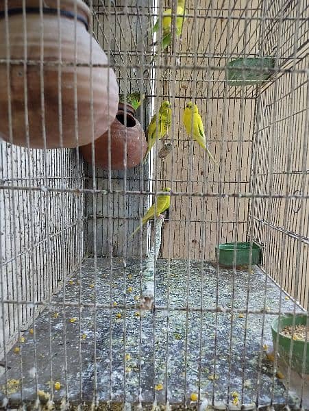 Cage for sale with parrots and full setup 11