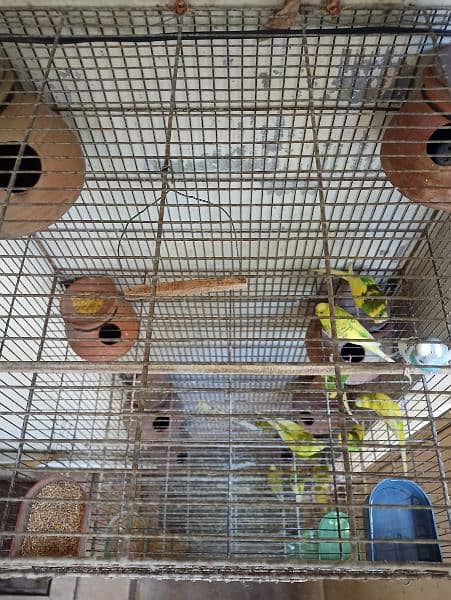 Cage for sale with parrots and full setup 12