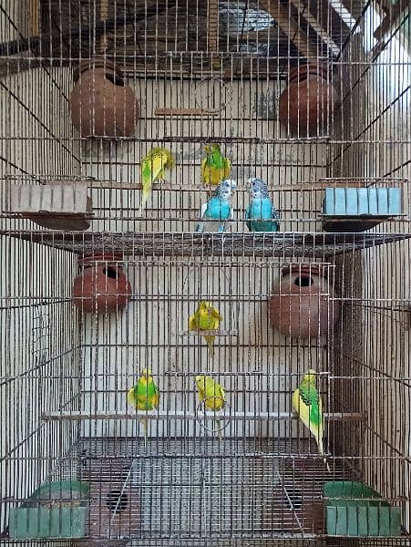 Cage for sale with parrots and full setup 13