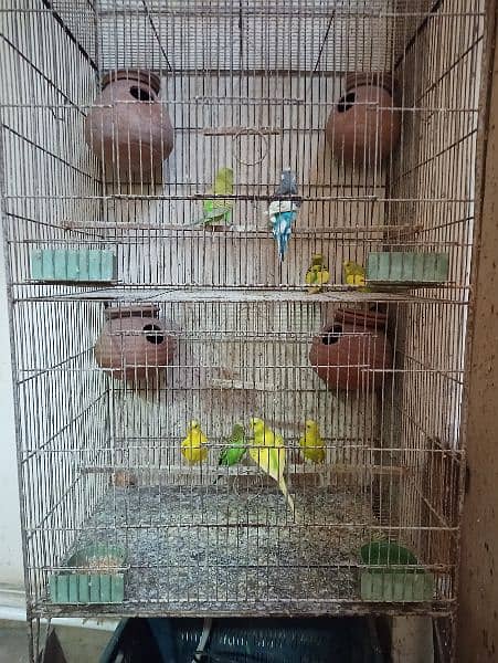 Cage for sale with parrots and full setup 14