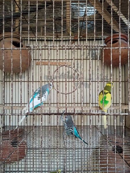 Cage for sale with parrots and full setup 15