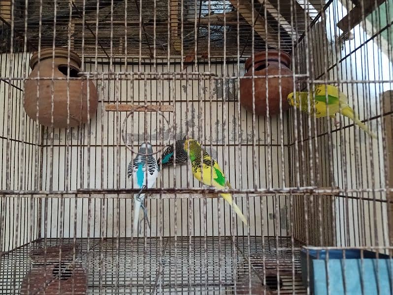 Cage for sale with parrots and full setup 16