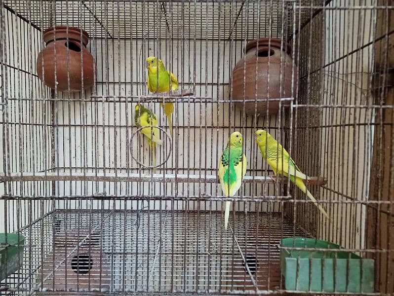 Cage for sale with parrots and full setup 17