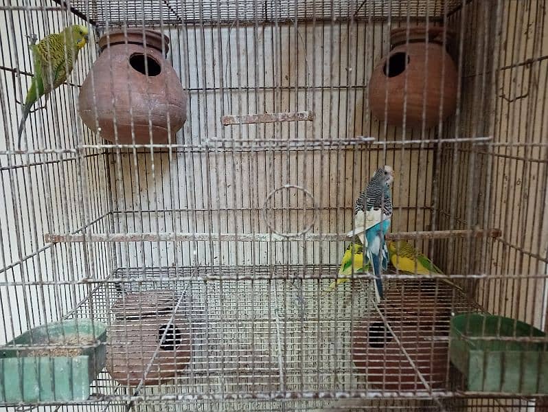 Cage for sale with parrots and full setup 18