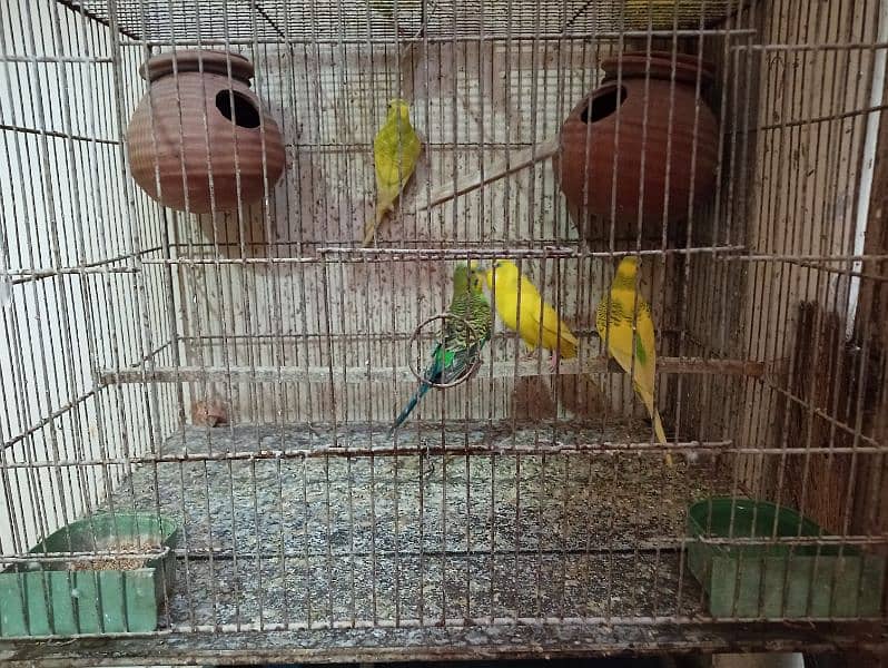 Cage for sale with parrots and full setup 19