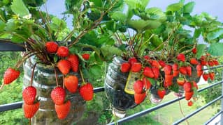 Strawberry Plants ( each Rs: 40 )