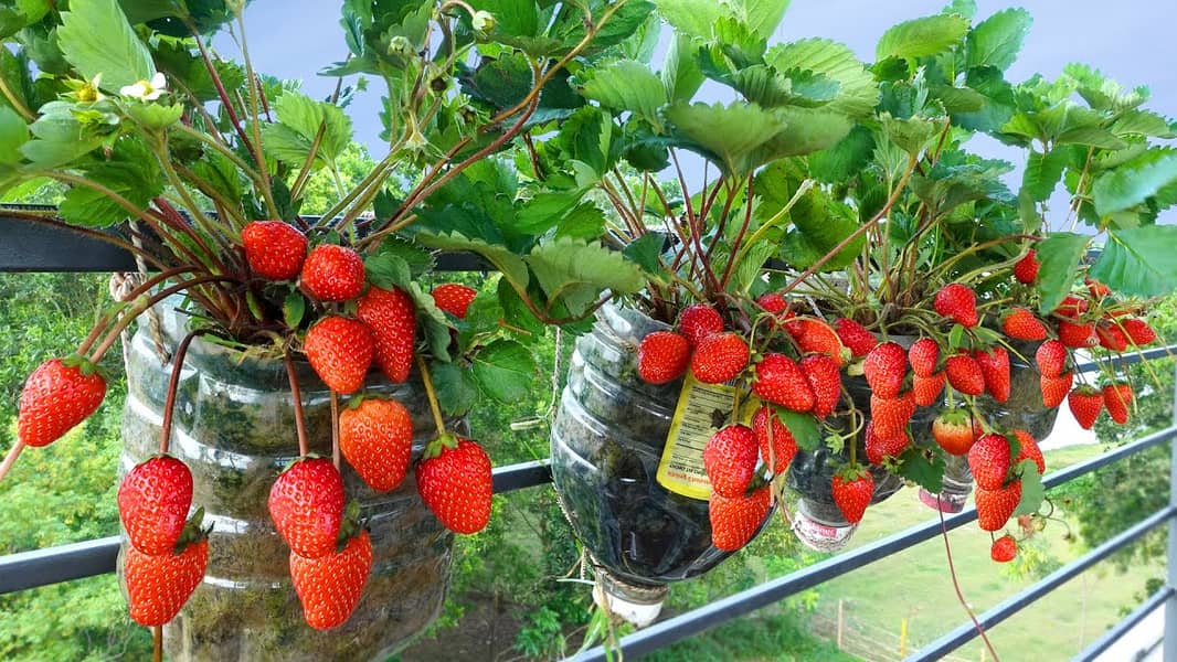 Strawberry Plants ( each Rs: 40 ) 0