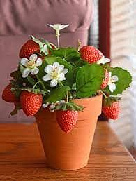 Strawberry Plants ( each Rs: 40 ) 1