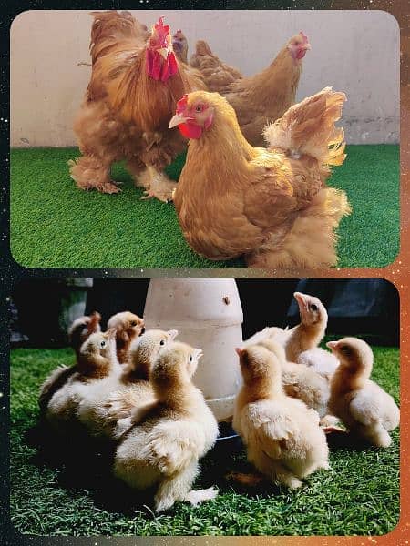 Fancy Chicks,Golden bhuf Heavy,Silky,Polish,Bantam,Turkey,Ayam Cemani 5