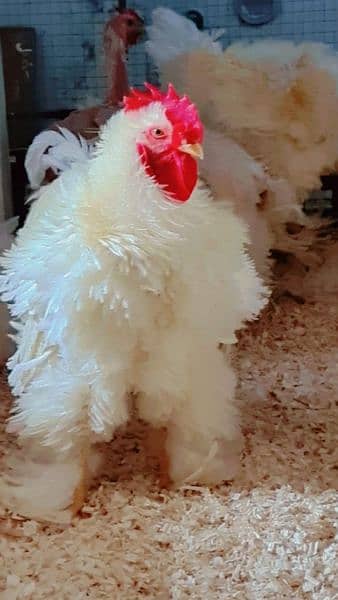 Fancy Chicks,Golden bhuf Heavy,Silky,Polish,Bantam,Turkey,Ayam Cemani 6