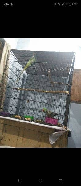 ra parrot folding cage with try 1
