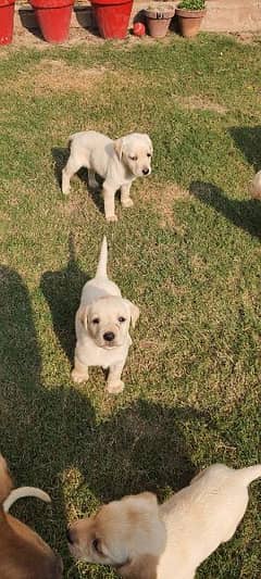 Labrador dog for deals sale in olx