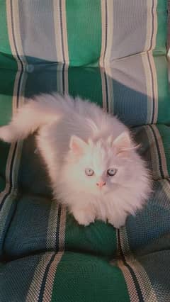 Persian sales cat olx