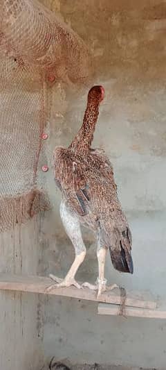 shamo