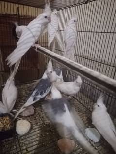Cocktail/Lovebirds colony 20 pairs breeder