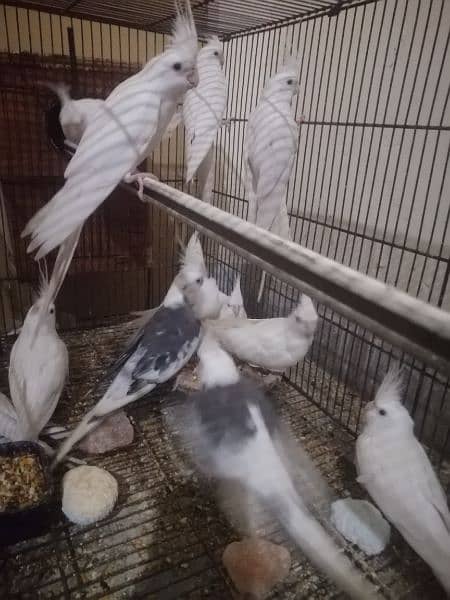 Cocktail/Lovebirds colony 20 pairs breeder 0