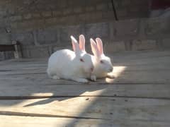 6 rabbit kids bhi hy or oske sat  red eyes 1 pair / jori bhi  hy