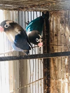 blue pasnata pair mashallah healthy and active