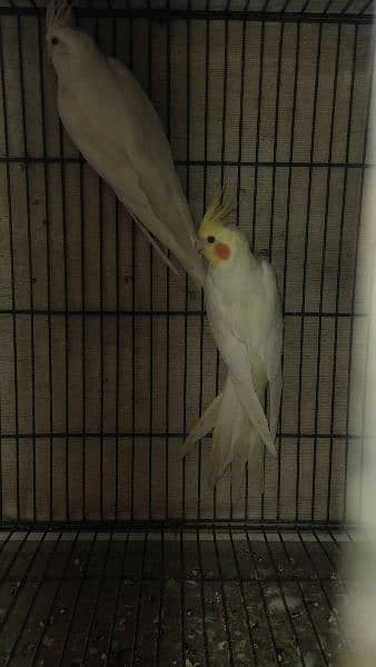 Eno white love bird 5