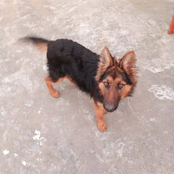 Long coat Female German shepherd for sale (1 year age) 2