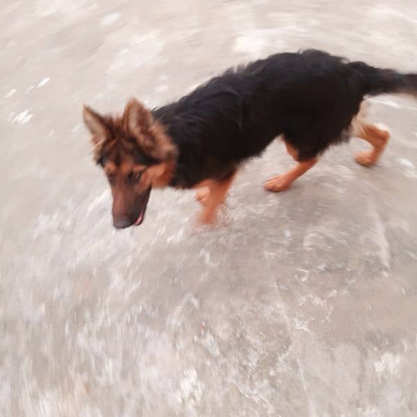 Long coat Female German shepherd for sale (1 year age) 3