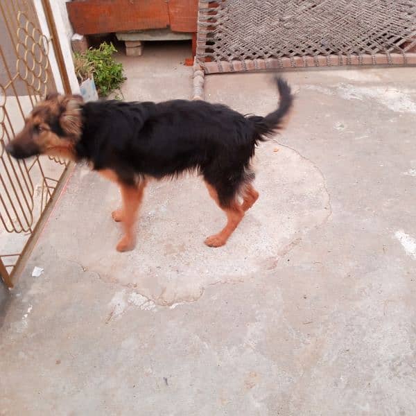 Long coat Female German shepherd for sale (1 year age) 7