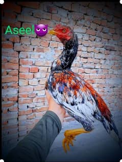 aseel murga for sale price 7000