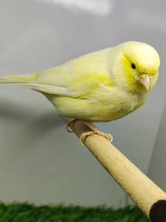 Yellow Gloster Canary Pair