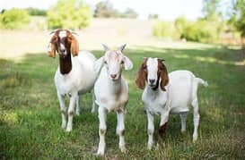 Goats Male available Age 3 Months 0