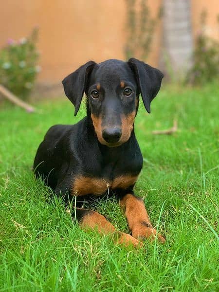 Olx doberman store puppies for sale