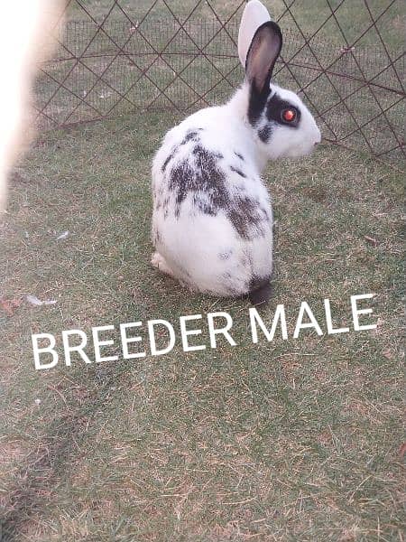 Breeder Male - Rabbits - 1080669772