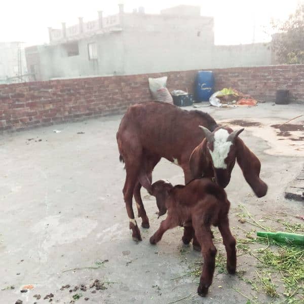 Bakri Nagra Nasal 1st time Breed 4 dant 1 kg milk 1