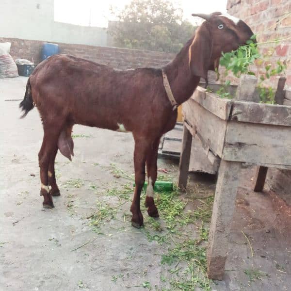 Bakri Nagra Nasal 1st time Breed 4 dant 1 kg milk 4