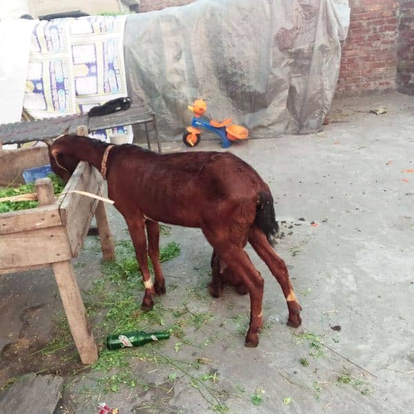 Bakri Nagra Nasal 1st time Breed 4 dant 1 kg milk 5