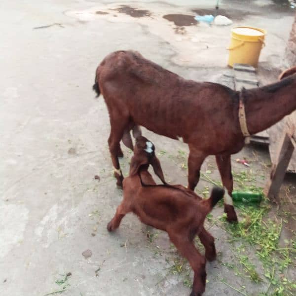 Bakri Nagra Nasal 1st time Breed 4 dant 1 kg milk 6