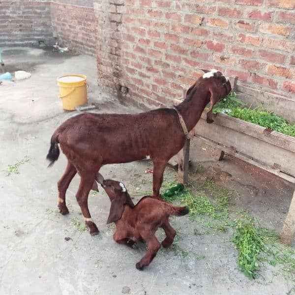 Bakri Nagra Nasal 1st time Breed 4 dant 1 kg milk 7