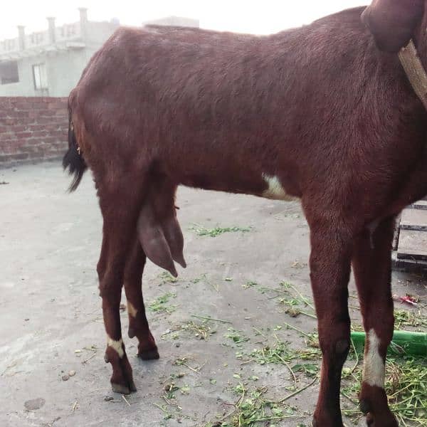 Bakri Nagra Nasal 1st time Breed 4 dant 1 kg milk 8