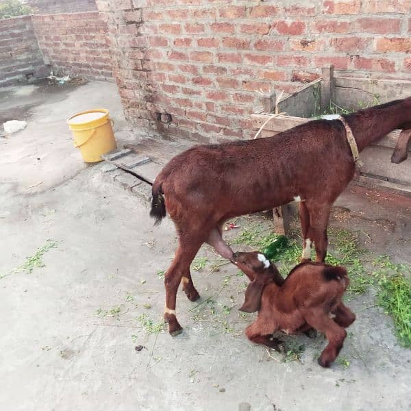 Bakri Nagra Nasal 1st time Breed 4 dant 1 kg milk 10