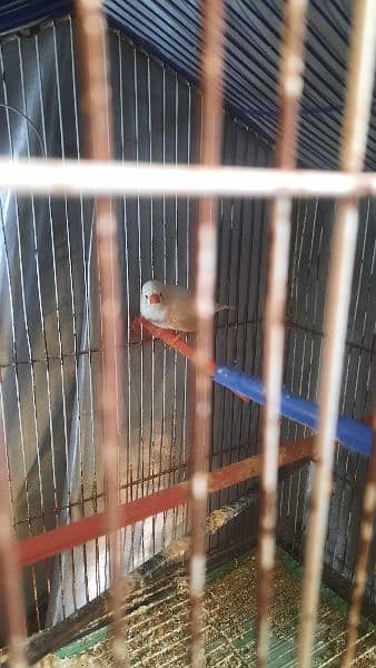 Breeder Finch Zebra Pair 2