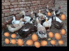 Duck fertile eggs available
