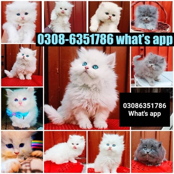 CASH ON DELIVERY (0308-6351786) Top Quality persian kitten or cat Baby 5