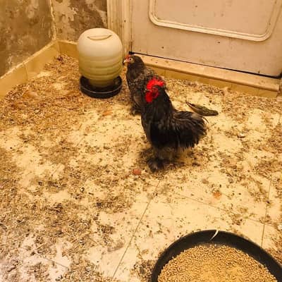 bentum breeder pair for sale