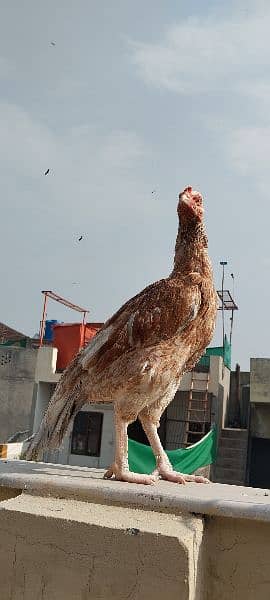 Aseel hens