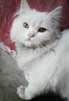 Persian cat for Sale in 8500 fix price (Urgent Sale)