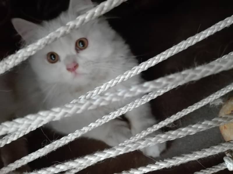 Persian cat for Sale in 8500 fix price (Urgent Sale) 1