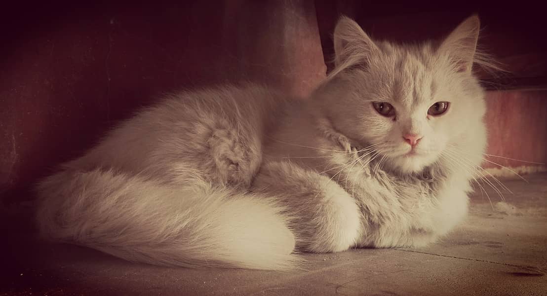Persian cat for Sale in 8500 fix price (Urgent Sale) 2