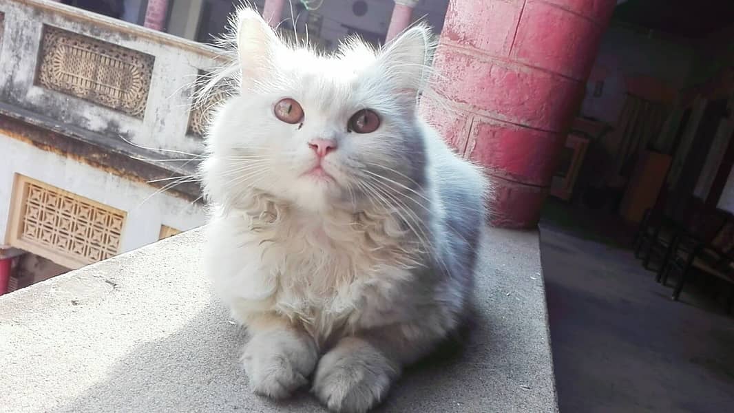 Persian cat for Sale in 8500 fix price (Urgent Sale) 3
