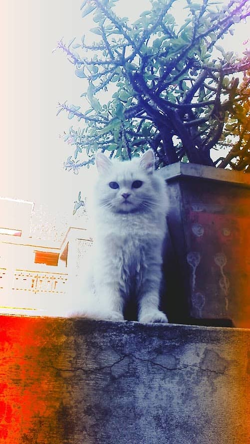 Persian cat for Sale in 8500 fix price (Urgent Sale) 4